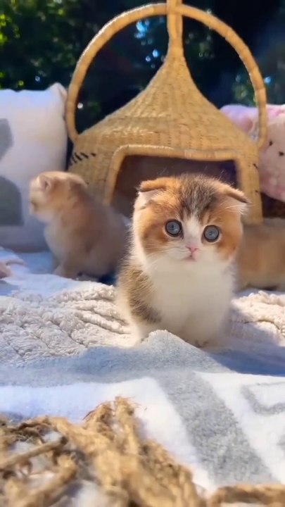Cutest  Small Cat