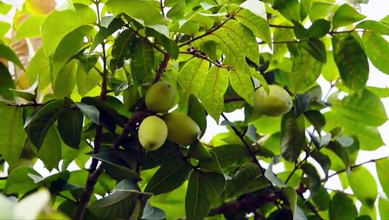 Flavorful Origins - Se1 - Ep01 HD Watch