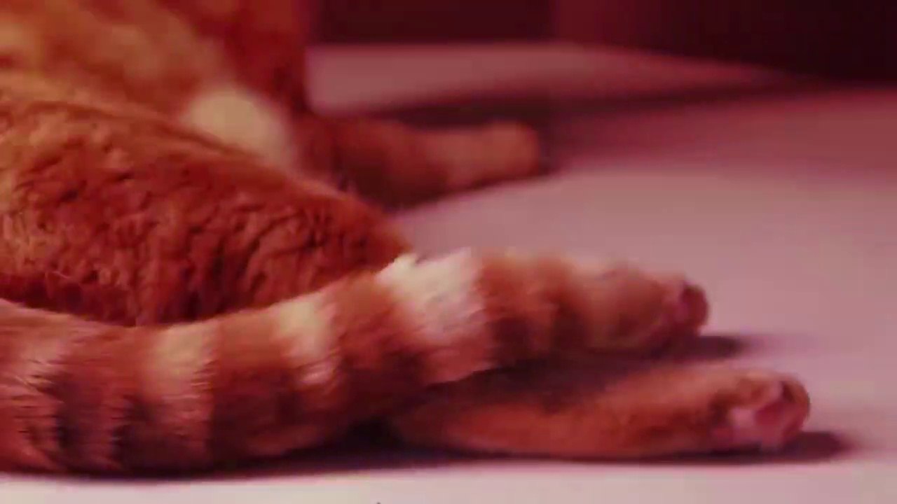 CATS_RAVE