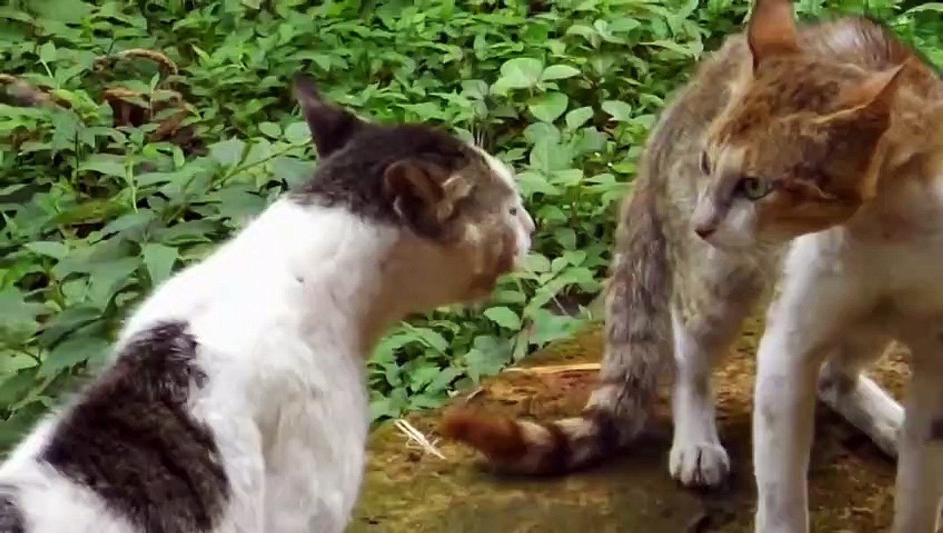 Cat VS Cat _ Two Cats Fighting