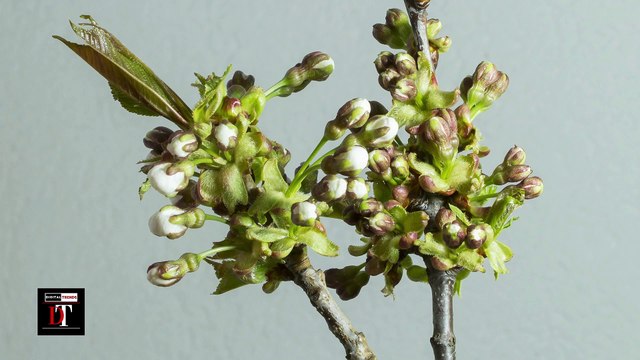 Time-Lapse: Watch Flowers Bloom Before Your Eyes | Short Film Showcase-highlight