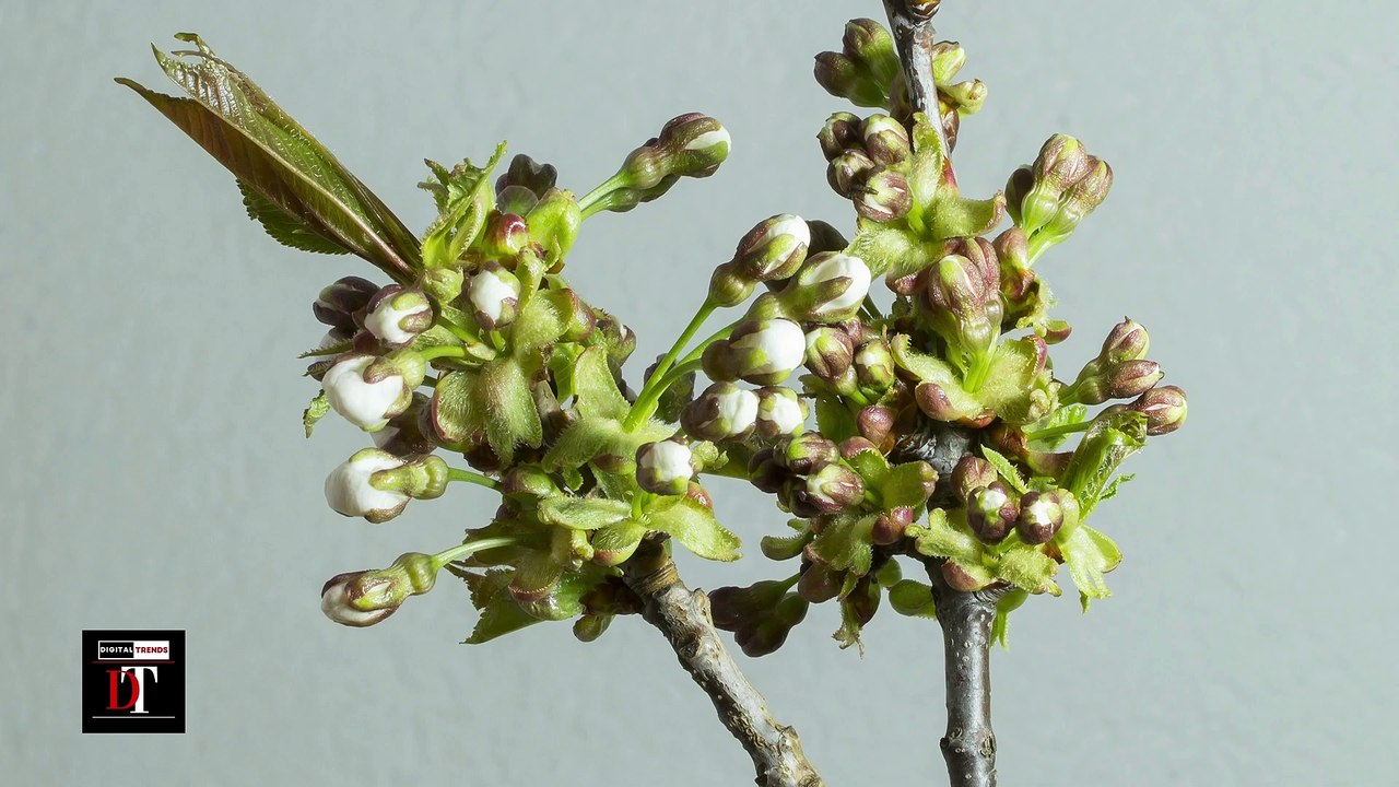 Time-Lapse: Watch Flowers Bloom Before Your Eyes | Short Film Showcase-highlight