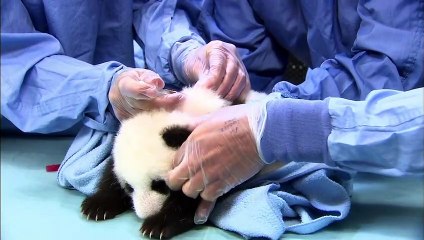 Mr. Wu, The Baby Panda That Took The World By Storm, Is All Grown Up!