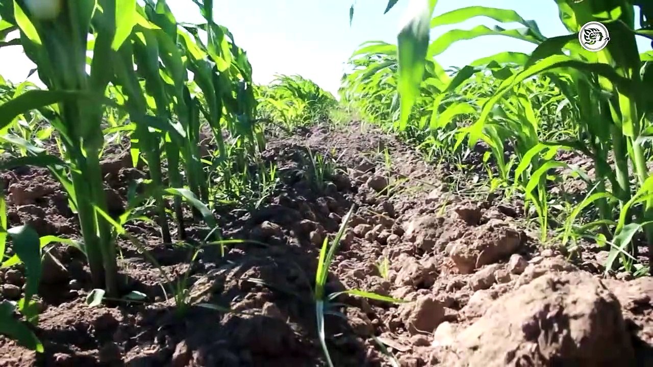 En México se dejaron de sembrar 5 millones de hectáreas de diferentes cultivos