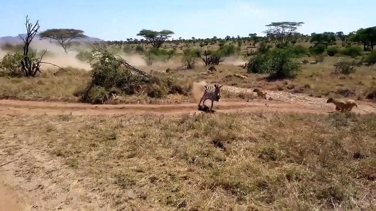 Wildebeest VS Cheetah Lion Hyena - Cheetah Documentary - Cheetah Wild Hunting Wildebest, Impala