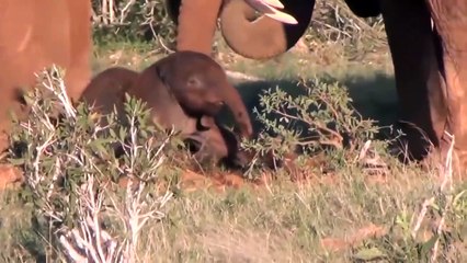 Elephant Family To Unite Defend New Arrival in The Encirclement of Lion King