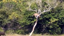 Wildebeests Knock Out Hungry Lion To Protect Their Herd - Cheetah vs Deer   Wild Animal Battle (2)