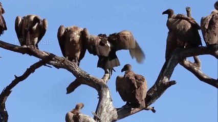 Hungry Lion Hunting Poor Lost Wildebeest And Turn Them Into Great Lunch - Hyenas vs Buffaloes (2)