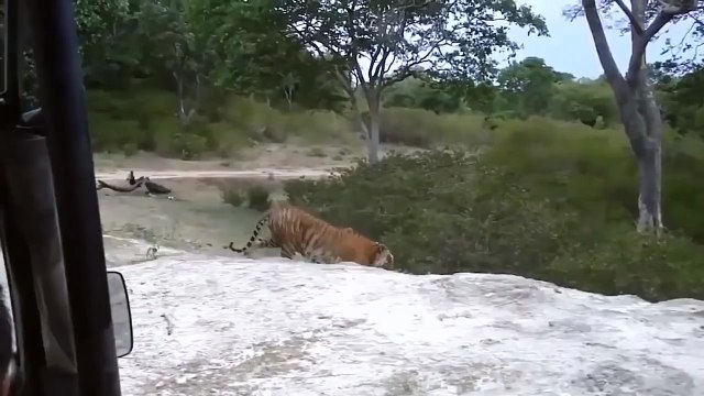 Herd Of Lions Try To Rescue Lioness From Fierce Crocodile - Wild Boars vs Deer Wild Animal Attack (2)