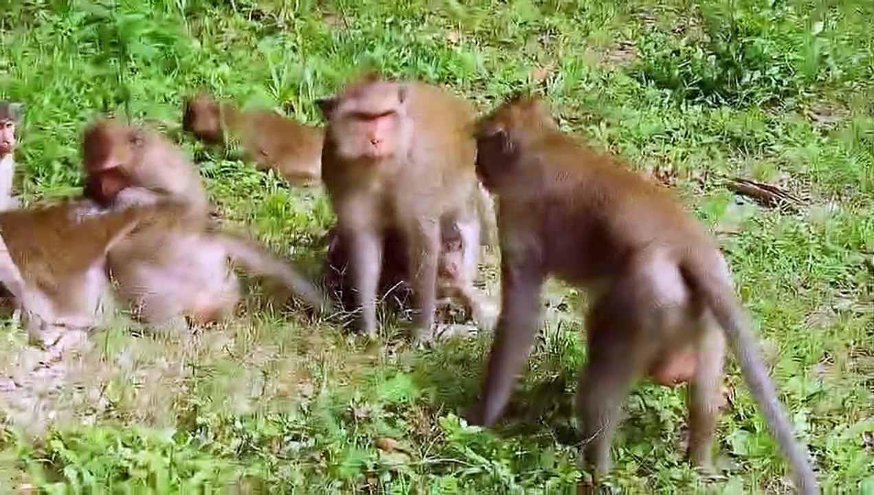 Kungfu Monkey Vs King Eagle (2)