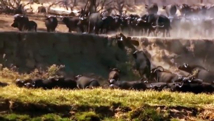 100 Angry Buffalos Attack Lion To Avenge His Friend - Buffalo Determined To Put Lion To Death