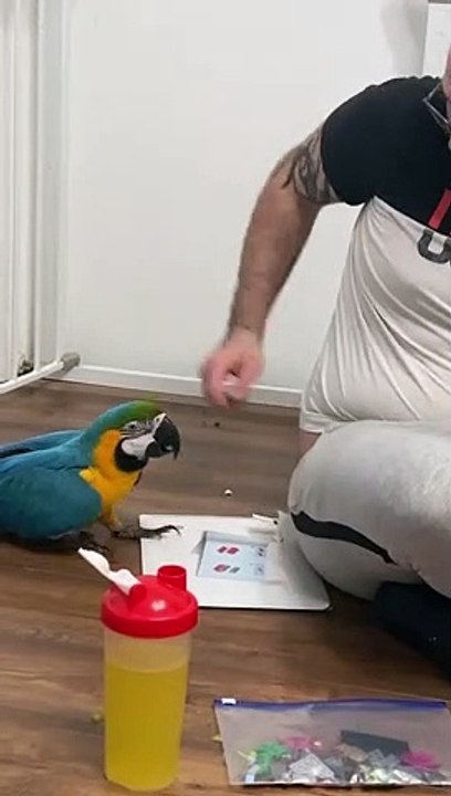 Shelby the Macaw Enters Stealth Mode