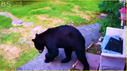 25 Hero Animals That Saved Human Lives