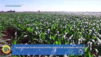 Comunidades Agrarias de Sinaloa temen recrudecimiento de la violencia con detención de Ovidio N