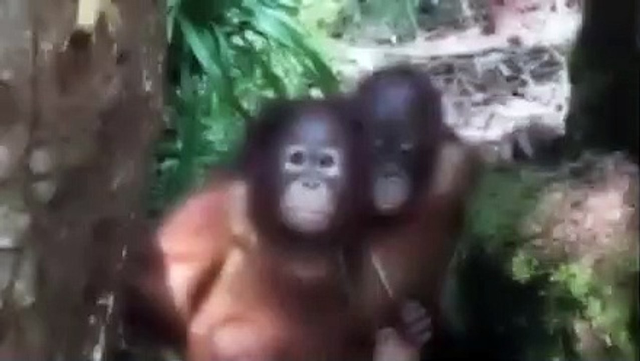 Orangutan Island - Se1 - Ep13 - Many Happy Returns HD Watch