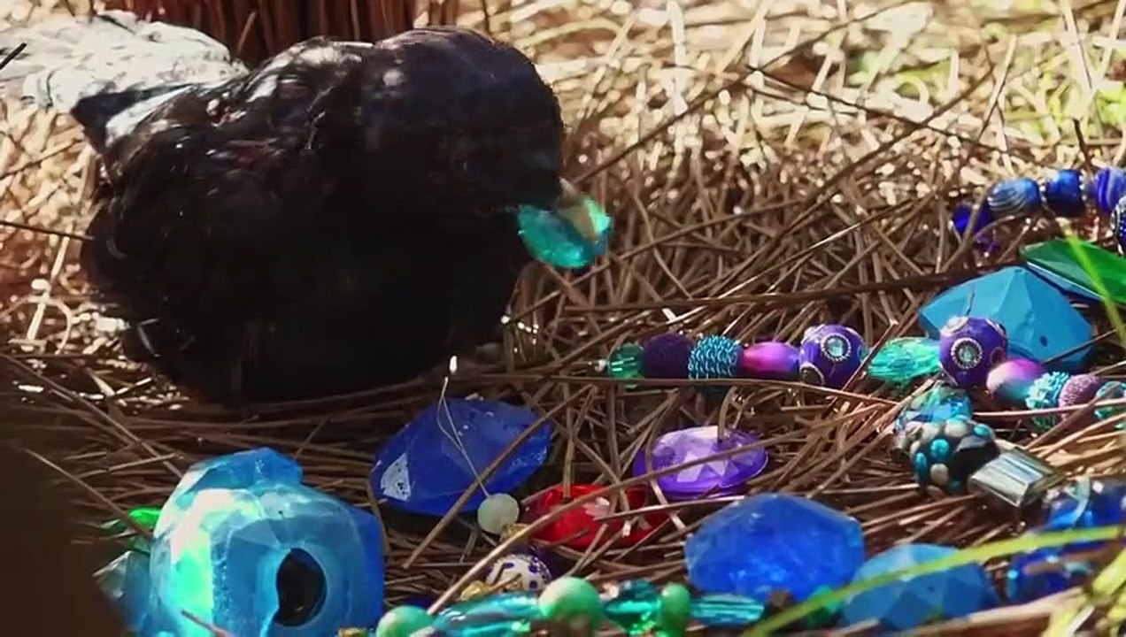 Spy in the Wild - Se1 - Ep05 - Meet the Spies HD Watch