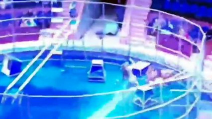 Domador se salva de ataque de león en plena función