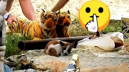 fake Lion and Fake Tiger Prank To dog - Huge Box Prank to dog So Funny