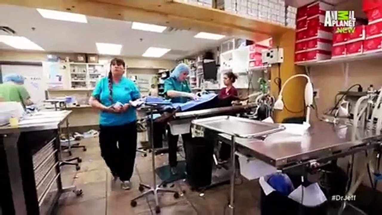 Dr. Jeff - Rocky Mountain Vet - Se1 - Ep04 HD Watch