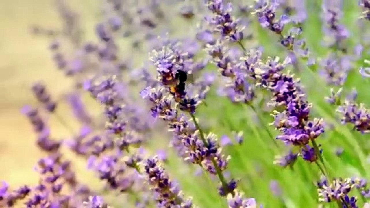 James Martin's Great British Adventure - Se1 - Ep17 HD Watch