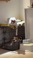Kitten Tries to Mess With Dog