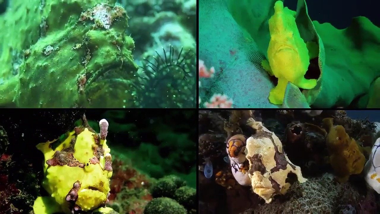 Absurd Se1 Ep11 HD Watch video Dailymotion