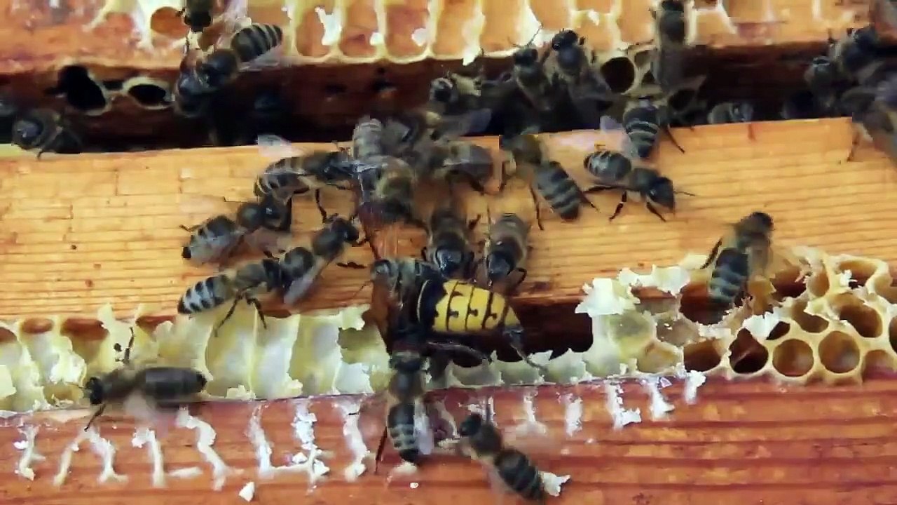 Absurd Planet - Se1 - Ep09 HD Watch