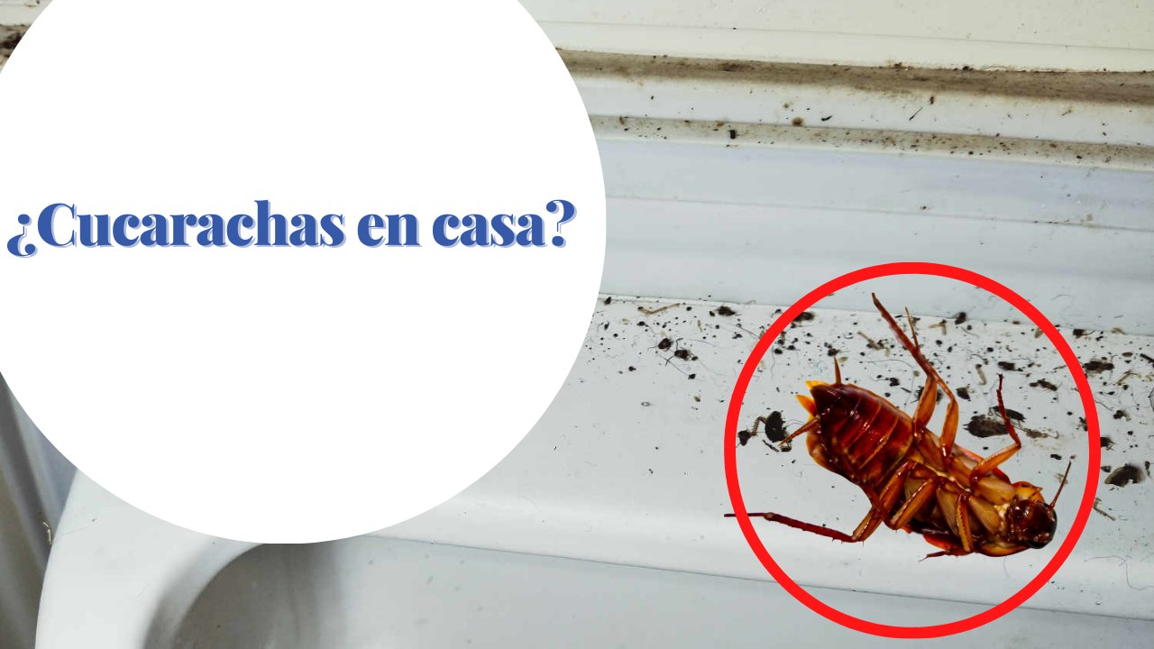 ¿Cómo saber si hay un nido de cucarachas en casa?