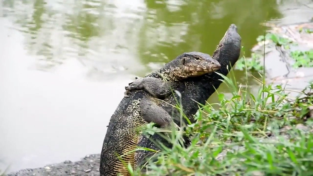 Explained - Se1 - Ep03 HD Watch