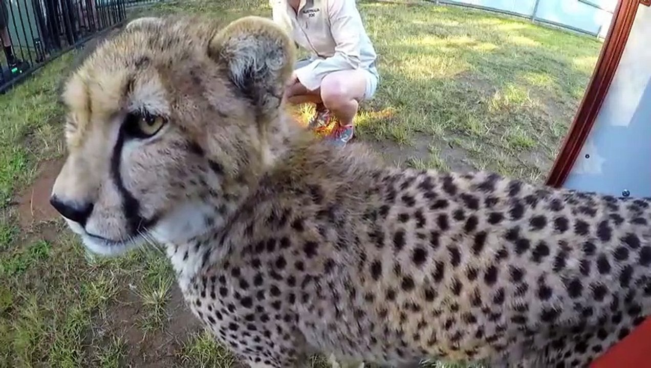 Crikey! It's the Irwins - Se1 - Ep09 - Race to Save the Platypus HD Watch