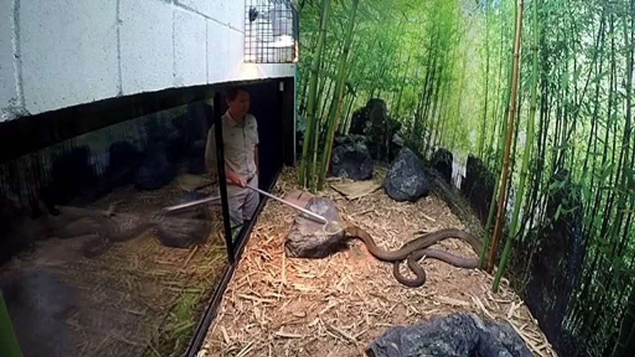 Crikey! It's the Irwins - Se1 - Ep04 - Robert, King of Cobras HD Watch