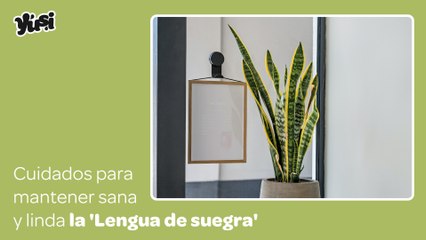 Cuida la 'Lengua de suegra' con estos consejos