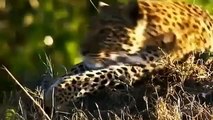 Big Cat Diary - Se4 - Ep14 HD Watch