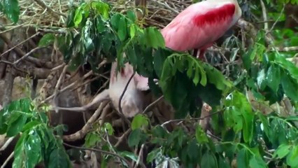 Life Is Not As Crocodile Imagined  Bitter Outcome For The Crocodile When Daring To Despise Lion