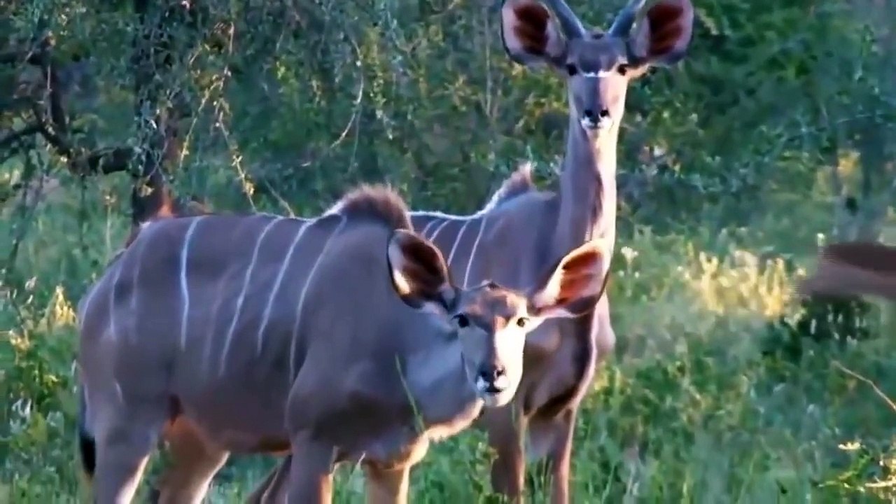 Wild Animals Fighting - Kudu vs Wild Dogs vs Lions vs Leopard Big Battle - Wild Animals 2021