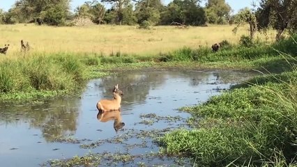 WATCH NOW ! Lion Is Defeated When Determined To Fight The Bear - Lion vs Bear, Crocodile vs Antelope