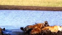 Would Rather Kill The Wrong Than Omission - Lion Attack Hyenas Rescue Fellow - Lion vs Hyena (2)