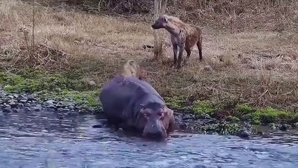 Cheetah Fighting Lions to protect her cubs ,Clumsy Crocodile was fiercely countered by prey