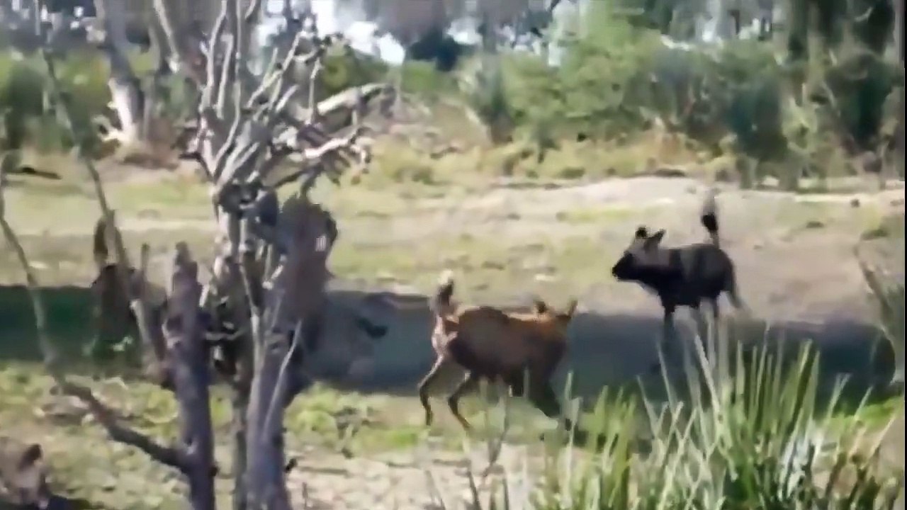 Wild Dog Bit Of The Nose Of Hyena - Hyena was too Unlucky To Meet Wild Dog - Hyena, Wild Dog (3)