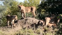 Lions Suddenly Sprint To Catch Wild Boars - This Is A Bad Day For Poor Wild Boar Babies - Wild Fight