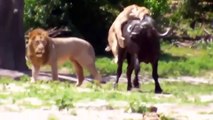 OMG ! Lioness Attack Single-Handed Herd Of Buffalos And Turn Them Into Great Lunch   Fight Of Animal
