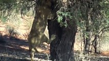 WORLD’S FASTEST ANIMALS FAIL   Lion Save Impala From Cheetah Hunting – Leopard Ambush Impala On Tree