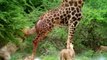 Lion Could Not Win Powerful of Giraffe – Mother Giraffe Save Her Baby From Lion vs Kudu, Buffalo
