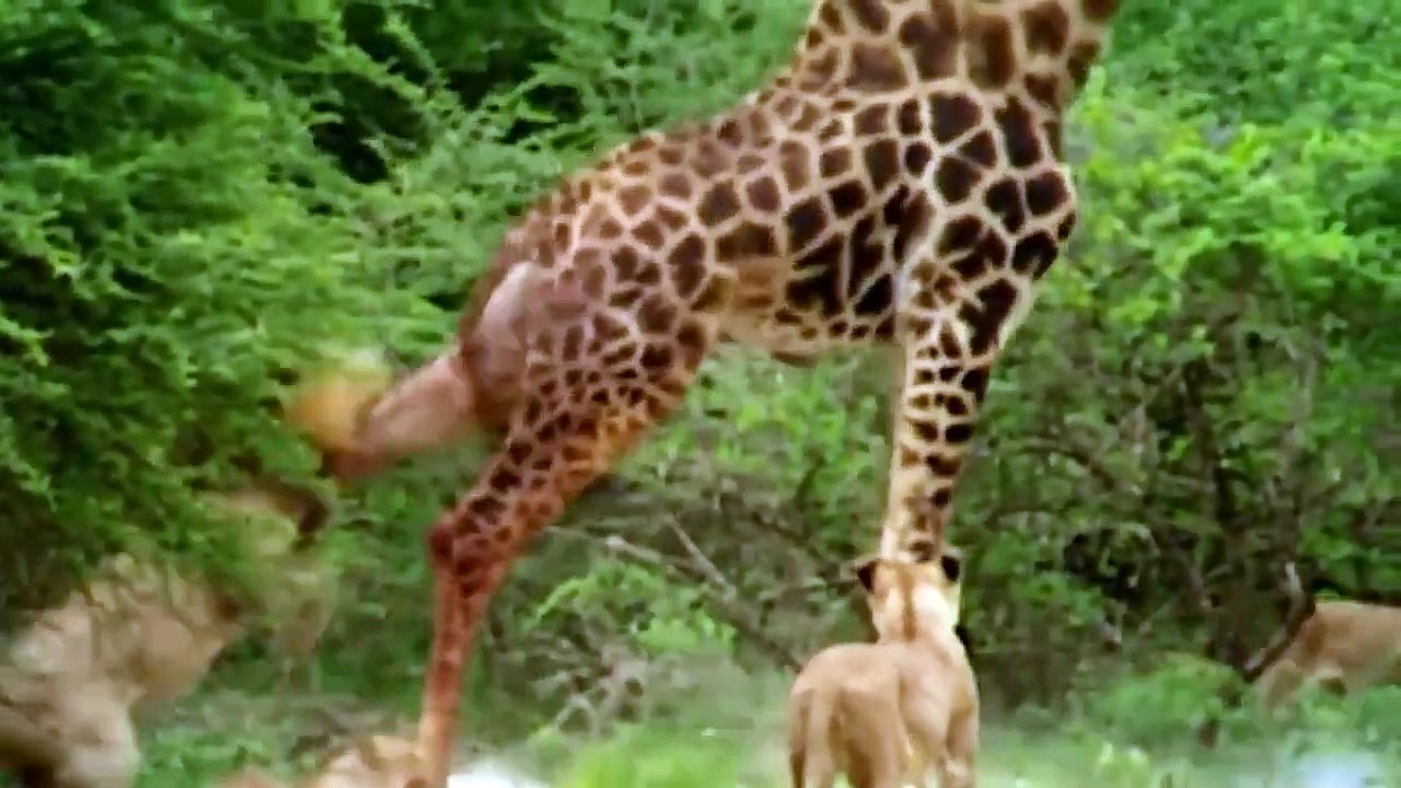 Lion Could Not Win Powerful of Giraffe – Mother...