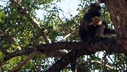OMG! Gorilla Catch Lion Cubs When Mother Lion Hunting Warthog, And The Unexpected For Gorilla