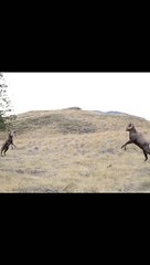 they have lag and cancel fight