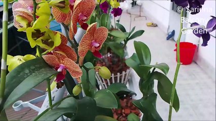 My little garden of orchid