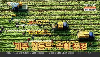 [생생갤러리] '제주 월동무' 수확 풍경 外