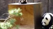 Cute Baby Pandas Playing Compilation - TRY NOT TO LAUGH!