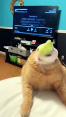 Funniest Cats  Don't try to hold back Laughter  Funny Cats Life Part 6